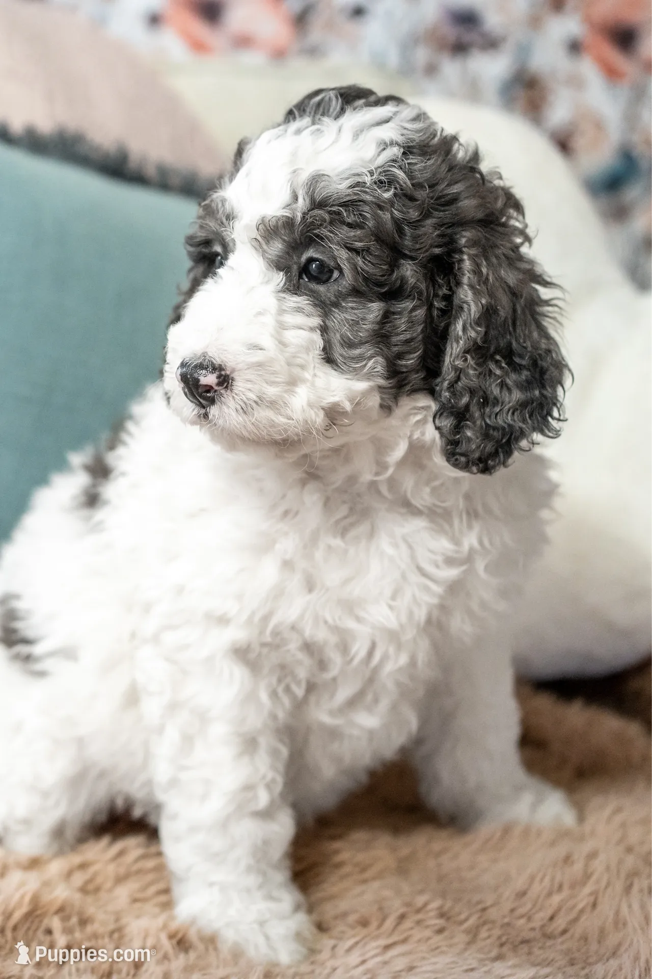 Daphne (Ready!), a female Bernedoodle for sale in West Jefferson, OH – Photo 8 of 10