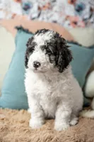 Daphne (Ready!), a female Bernedoodle for sale in West Jefferson, OH – Photo 7 of 10