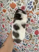 Otter, a male Bernedoodle for sale in West Jefferson, OH – 4 of 5