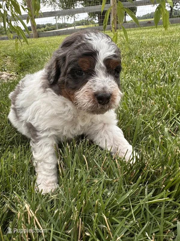 Otter – Bernedoodle puppy for sale in West Jefferson, OH