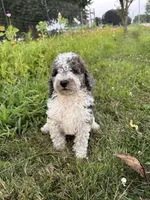 Hawk (reserved), a male Bernedoodle for sale in West Jefferson, OH – 3 of 8