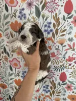 Hawk, a male Bernedoodle for sale in West Jefferson, OH – 2 of 4
