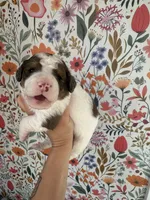 Cricket, a female Bernedoodle for sale in West Jefferson, OH – 4 of 7