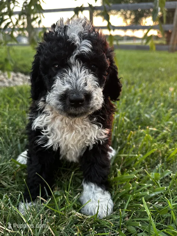 Birdie – Bernedoodle puppy for sale in West Jefferson, OH