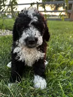 Birdie, a female Bernedoodle for sale in West Jefferson, OH – 5 of 10