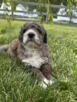 Moose, a male Bernedoodle for sale in West Jefferson, OH – 6 of 9