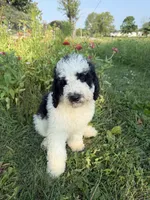 Duckie (ready!), a male Bernedoodle for sale in West Jefferson, OH – 2 of 10