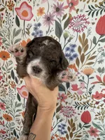 Moose, a male Bernedoodle for sale in West Jefferson, OH – 2 of 5