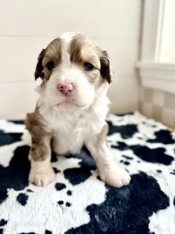 Bunny – Bernedoodle puppy for sale in West Jefferson, OH