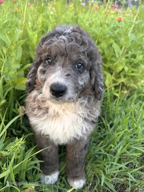 Moose – Bernedoodle puppy for sale in West Jefferson, OH