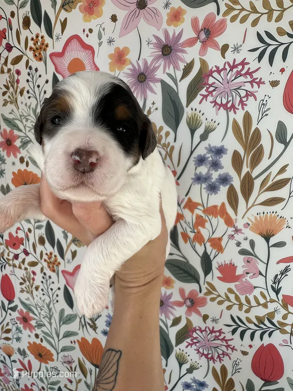 Froggy – Bernedoodle puppy for sale in West Jefferson, OH