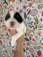 Froggy, a male Bernedoodle for sale in West Jefferson, OH – 1 of 5