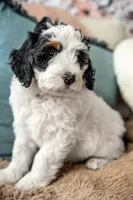 Eleanor (Deposit Recieved), a female Bernedoodle for sale in West Jefferson, OH – Photo 10 of 10
