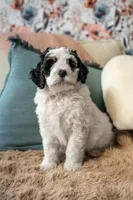 Eleanor (Deposit Recieved), a female Bernedoodle for sale in West Jefferson, OH – Photo 7 of 10