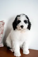 Eleanor (Deposit Recieved), a female Bernedoodle for sale in West Jefferson, OH – Photo 4 of 10