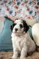 Eleanor (Deposit Recieved), a female Bernedoodle for sale in West Jefferson, OH – Photo 9 of 10