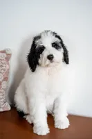 Eleanor (Deposit Recieved), a female Bernedoodle for sale in West Jefferson, OH – Photo 5 of 10
