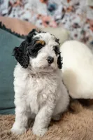 Eleanor (Deposit Recieved), a female Bernedoodle for sale in West Jefferson, OH – Photo 8 of 10