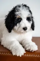 Eleanor (Deposit Recieved), a female Bernedoodle for sale in West Jefferson, OH – Photo 1 of 10