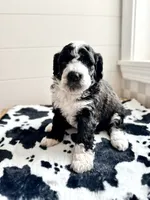 Birdie, a female Bernedoodle for sale in West Jefferson, OH – 9 of 10