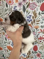 Otter, a male Bernedoodle for sale in West Jefferson, OH – 3 of 5