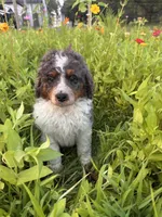 Otter, a male Bernedoodle for sale in West Jefferson, OH – 2 of 10