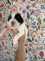 Froggy, a male Bernedoodle for sale in West Jefferson, OH – 3 of 5