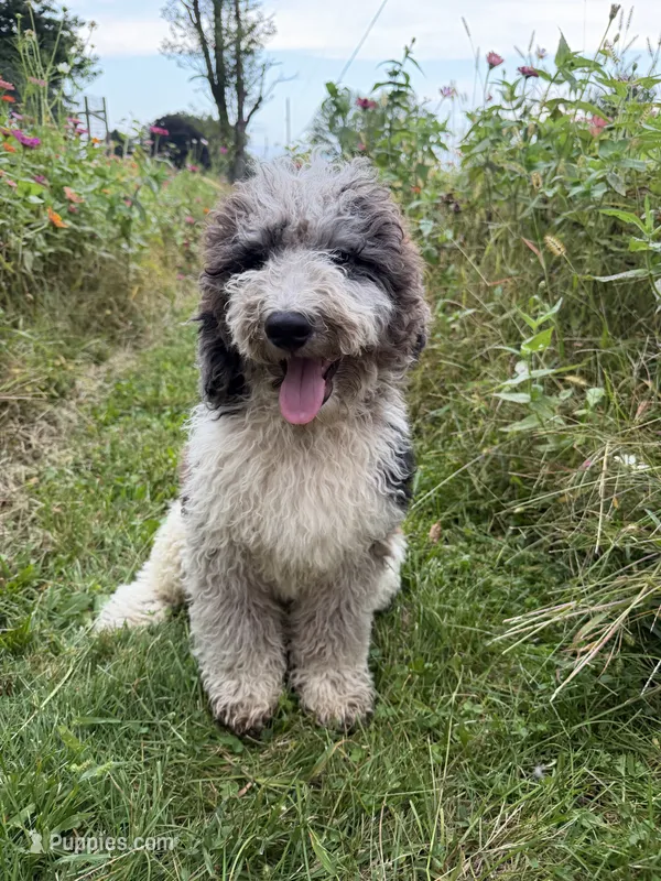 Hawk  – Bernedoodle puppy for sale in West Jefferson, OH