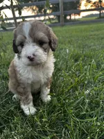 Bunny, a female Bernedoodle for sale in West Jefferson, OH – 6 of 10