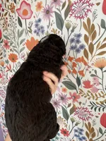 Birdie, a female Bernedoodle for sale in West Jefferson, OH – 2 of 5
