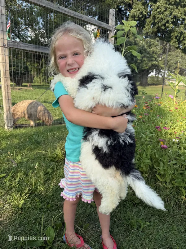 Duckie (ready!) – Bernedoodle puppy for sale in West Jefferson, OH