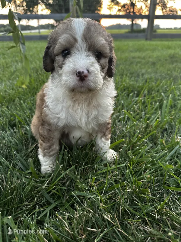 Bunny – Bernedoodle puppy for sale in West Jefferson, OH