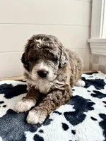 Moose, a male Bernedoodle for sale in West Jefferson, OH – 8 of 9