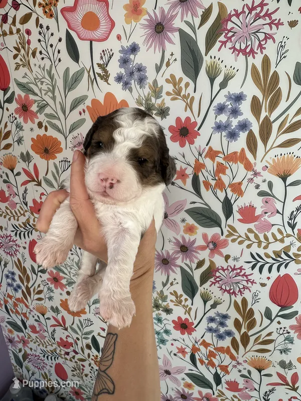 Cricket – Bernedoodle puppy for sale in West Jefferson, OH