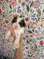 Cricket, a female Bernedoodle for sale in West Jefferson, OH – 1 of 7