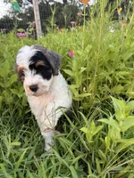 Froggy, a male Bernedoodle for sale in West Jefferson, OH – 3 of 10