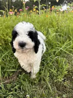 Duckie, a male Bernedoodle for sale in West Jefferson, OH – 1 of 9