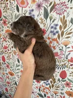 Moose, a male Bernedoodle for sale in West Jefferson, OH – 3 of 5