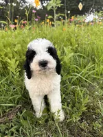 Duckie, a male Bernedoodle for sale in West Jefferson, OH – 2 of 9