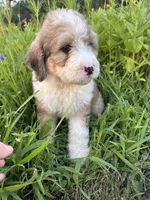 Bunny, a female Bernedoodle for sale in West Jefferson, OH – 4 of 10