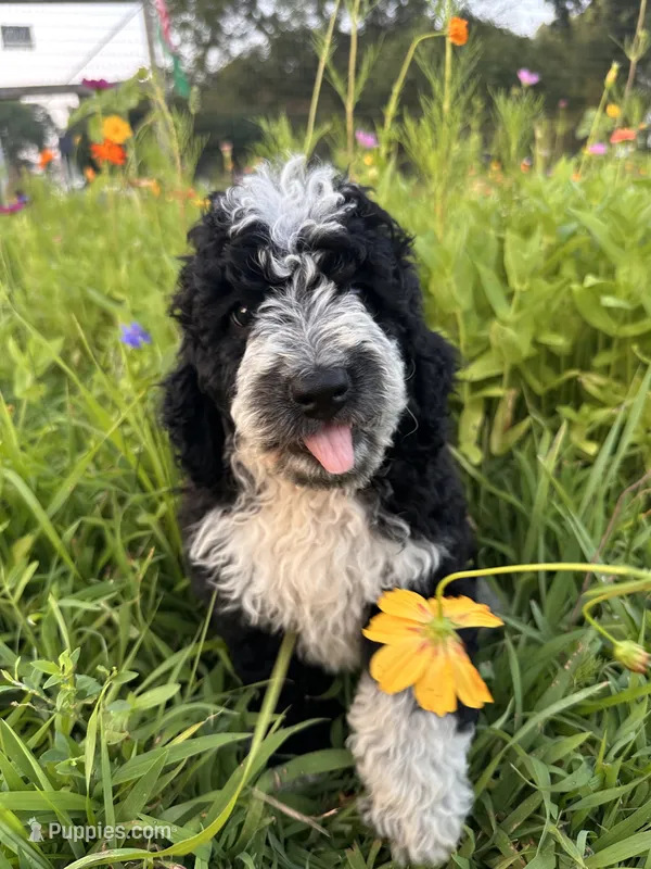 Birdie – Bernedoodle puppy for sale in West Jefferson, OH