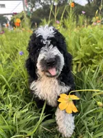 Birdie, a female Bernedoodle for sale in West Jefferson, OH – 1 of 10