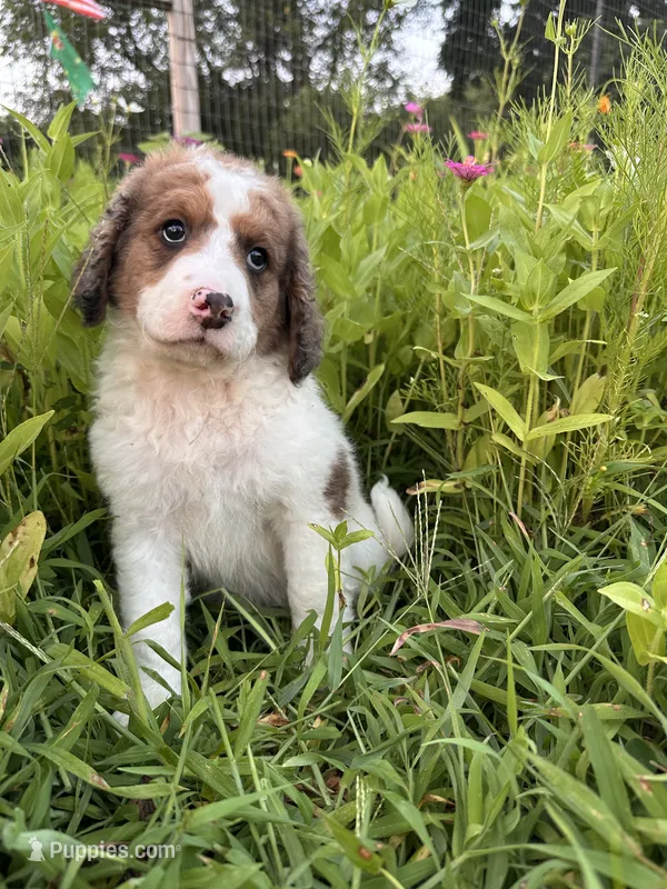 Cricket – Bernedoodle puppy for sale in West Jefferson, OH