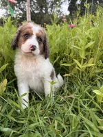 Cricket, a female Bernedoodle for sale in West Jefferson, OH – 1 of 10