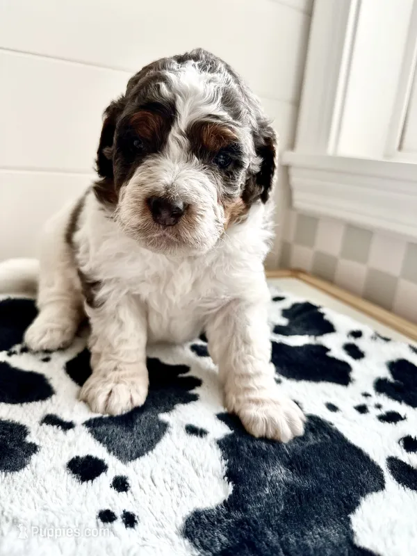 Otter – Bernedoodle puppy for sale in West Jefferson, OH
