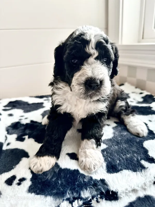 Birdie – Bernedoodle puppy for sale in West Jefferson, OH