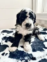 Birdie, a female Bernedoodle for sale in West Jefferson, OH – 8 of 10