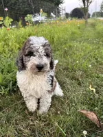 Hawk (reserved), a male Bernedoodle for sale in West Jefferson, OH – 2 of 8