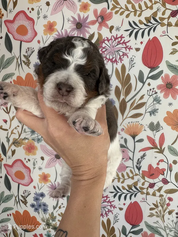 Otter – Bernedoodle puppy for sale in West Jefferson, OH