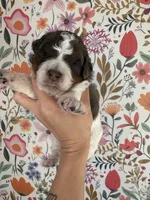 Otter, a male Bernedoodle for sale in West Jefferson, OH – 1 of 5